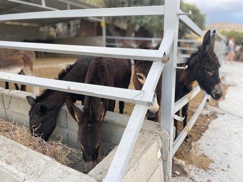 Cypriot Traditions and Donkey Adventures - Farm Tour and Olive Tree Heritage
