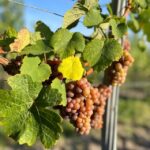 Czech Vineyards and Wine Tasting 4WD Tour with Lunch - Who Will Love This Tour?