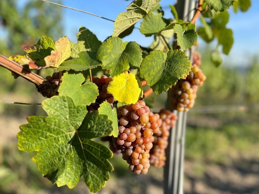 Czech Vineyards and Wine Tasting 4WD Tour with Lunch - Who Will Love This Tour?