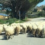 Daily Biking in the Rural Sicily - What Travelers Say: Authentic Perspectives