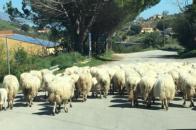 Daily Biking in the Rural Sicily - What Travelers Say: Authentic Perspectives