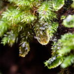 Daintree Ancient Giants Easy Rainforest Hike, Beach, Swim & Lunch - Who Will Love This Tour?