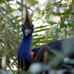 Daintree, Cape Tribulation & River Cruise from Port Douglas - The Value of This Tour