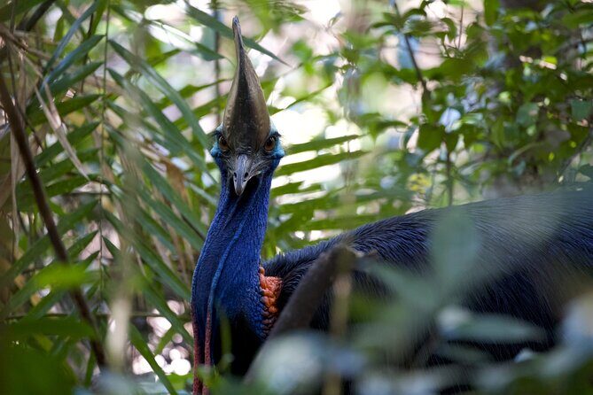 Daintree, Cape Tribulation & River Cruise from Port Douglas - The Value of This Tour