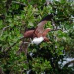 Daintree: Guided Daintree River Wildlife Cruise - Why This Tour Works