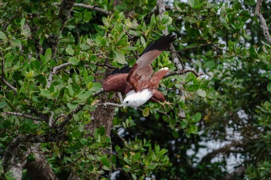 Daintree: Guided Daintree River Wildlife Cruise - Why This Tour Works