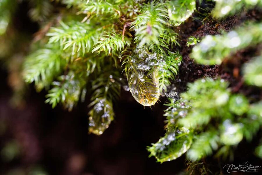 Daintree Rainforest: Magic Waterfall Walk with Lunch & Swim - The Walk and the Waterfall Swim