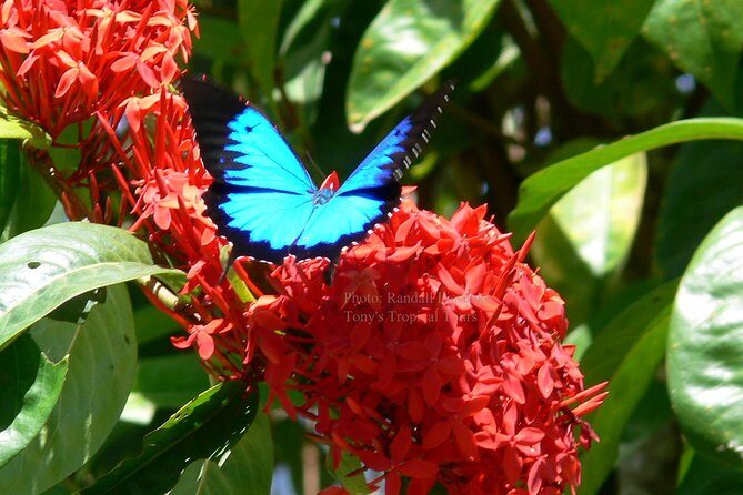 Daintree Rainforest, Mossman Gorge Small-Group from Port Douglas - Frequently Asked Questions