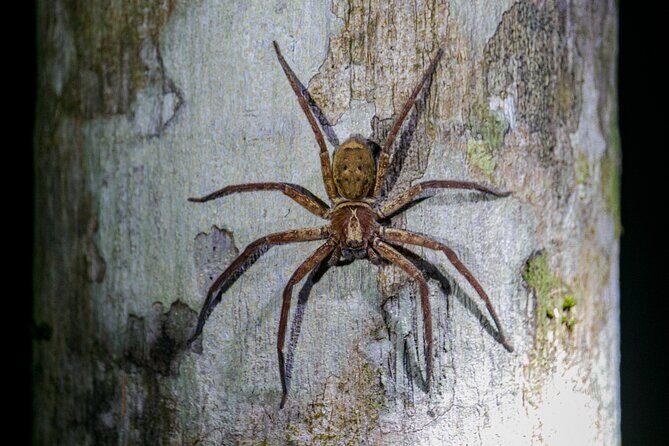 Daintree Rainforest Night Walk in Cape Tribulation - Who Will Love This Tour?