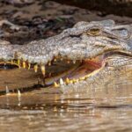 Daintree River 'Dawn' Cruise with the Daintree Boatman - FAQ