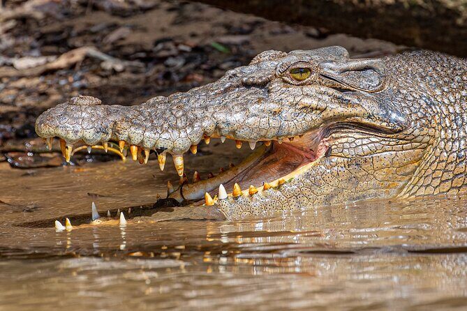 Daintree River 'Dawn' Cruise with the Daintree Boatman - FAQ