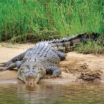 Daintree: River Rainforest Crocodile & Wildlife Cruise (DV) - Final Thoughts: Is This Tour for You?