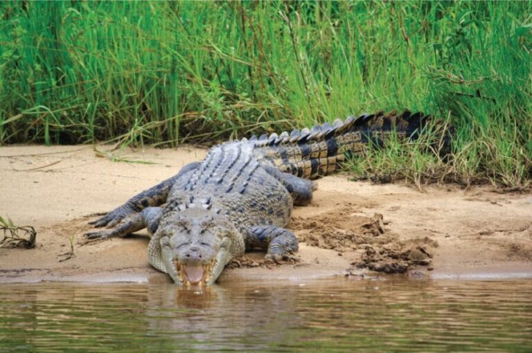 Daintree: River Rainforest Crocodile & Wildlife Cruise (DV) - Final Thoughts: Is This Tour for You?
