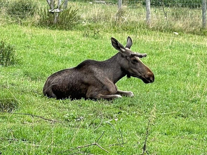 Dals Långed: Moose Park Guided Tour with Feeding - Practical Details and Tips for Your Visit