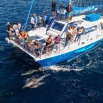 Dana Point Dolphin and Whale Watching Eco-Safari - The Sum Up