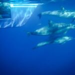 Dana Point Dolphin & Whale Watching With Underwater Viewing - Who Should Consider This Tour?
