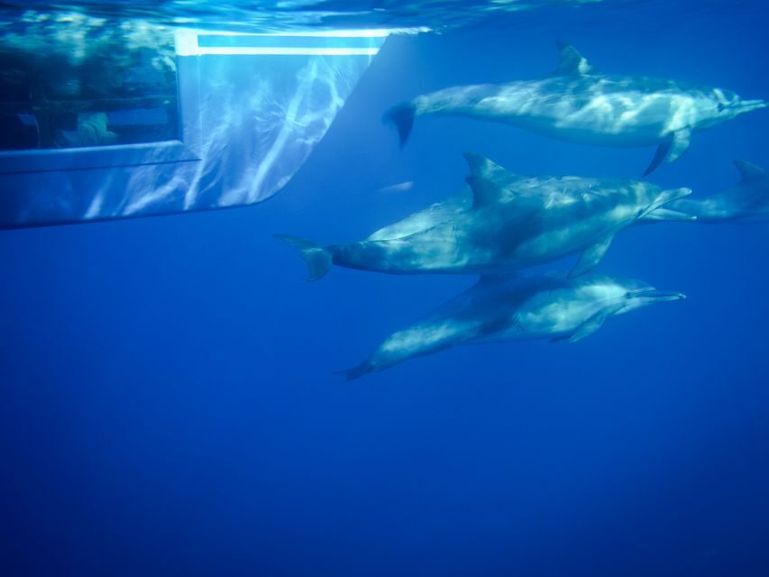 Dana Point Dolphin & Whale Watching With Underwater Viewing - Who Should Consider This Tour?