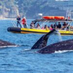 Dana Point Fast & Fun Zodiac-Style Dolphin & Whale Watching - Who Should Consider This Tour?