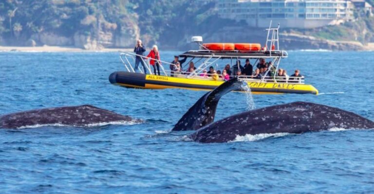 Dana Point Fast & Fun Zodiac-Style Dolphin & Whale Watching - Who Should Consider This Tour?
