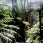 Dandenong Ranges Private Day Tour - Who Will Love This Tour?