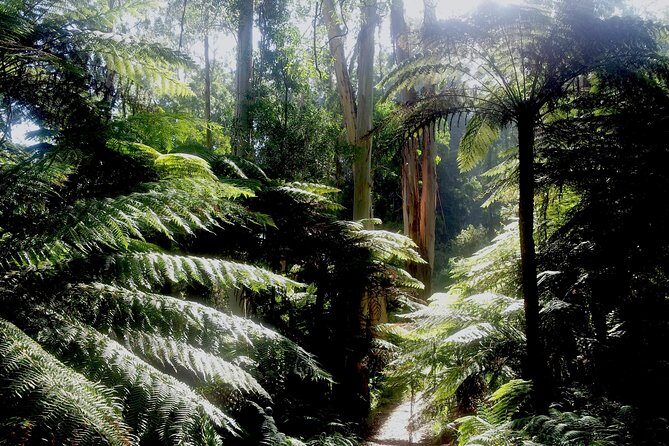 Dandenong Ranges Private Day Tour - Who Will Love This Tour?