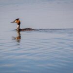 Danube Delta - 2-Day Tour from Bucharest - In-Depth Review of the Danube Delta 2-Day Tour