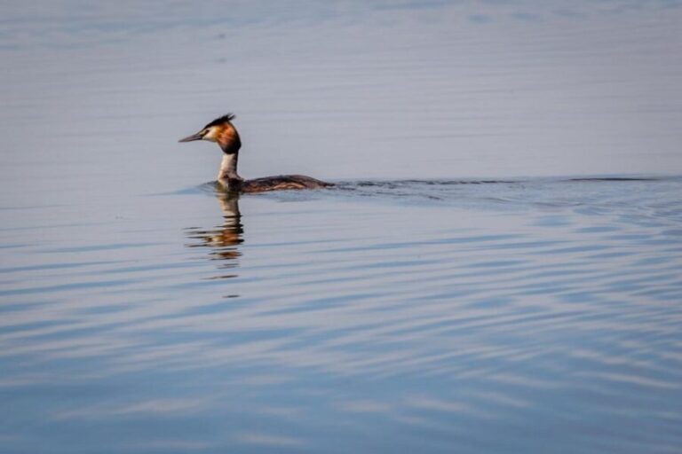 Danube Delta - 2-Day Tour from Bucharest - In-Depth Review of the Danube Delta 2-Day Tour