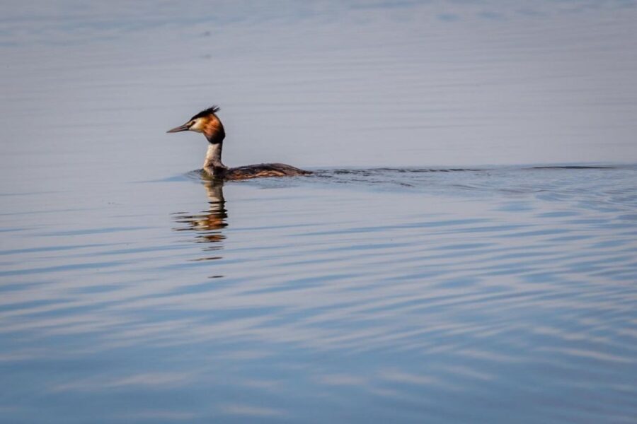Danube Delta - 2-Day Tour from Bucharest - In-Depth Review of the Danube Delta 2-Day Tour