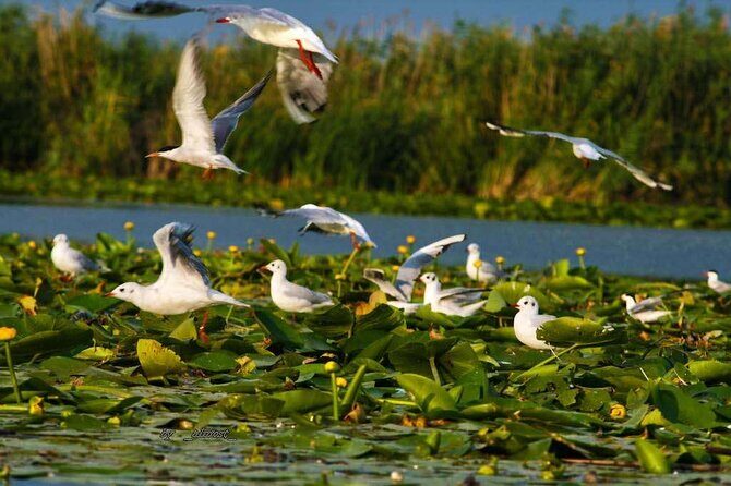 Danube Delta and Black See - 2 Days Private Tour from Bucharest - The Sum Up