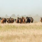 Danube Delta PRIVATE boat trip to Letea Forest (guided tour) - Who Should Consider This Tour?