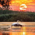 Danube Delta Private Tour from Bucharest - 2 Days tour - Who Will Love This Tour?
