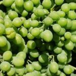 Dão Wine Region: Portuguese version on Bordeaux - FAQs