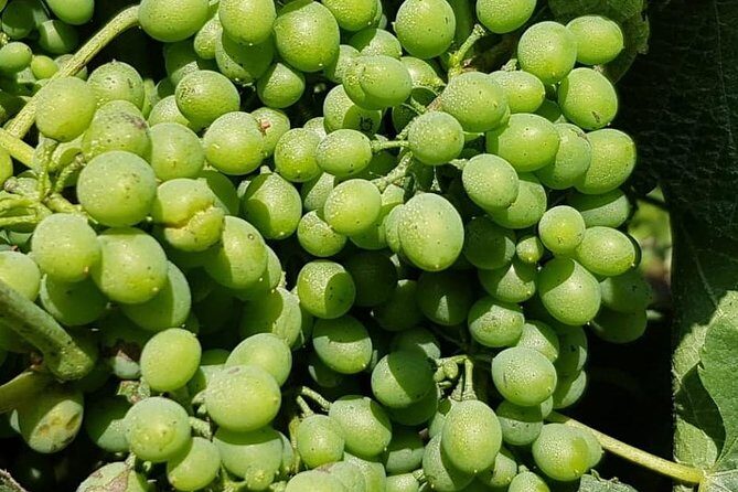 Dão Wine Region: Portuguese version on Bordeaux - FAQs