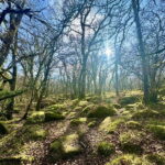 Dartmoor: Guided Hiking Tours FULL Day - The Experience in Detail
