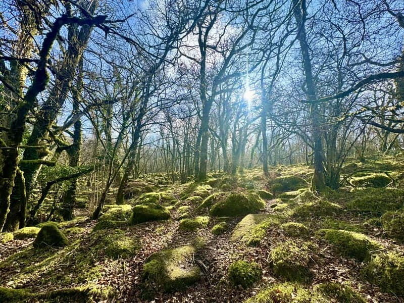 Dartmoor: Guided Hiking Tours FULL Day - The Experience in Detail