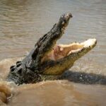 Darwin: Adelaide River Cruises, Jumping Crocodile Experience - Who Will Love This Tour?