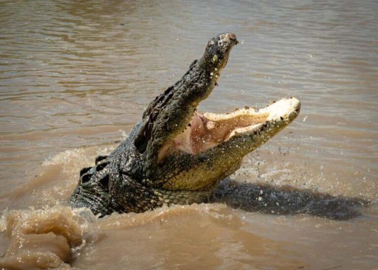 Darwin: Adelaide River Cruises, Jumping Crocodile Experience - Who Will Love This Tour?