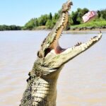 Darwin: Adelaide River Queen Original Jumping Crocodile Cruise - The Sum Up: Is It Worth It?