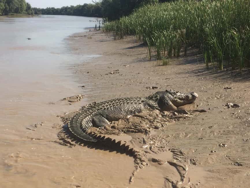 Darwin: Adelaide River Queen Original Jumping Crocodiles - Who is This Tour Best For?