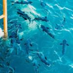 Darwin: Aquascene Fish Feeding Experience - Why This Tour Is Worth Considering