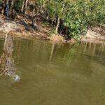 Darwin City Tour + Crocodile Cruise+Lunch Optional - Who Should Consider This Tour?