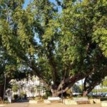 Darwin Heritage Walk - Frequently Asked Questions