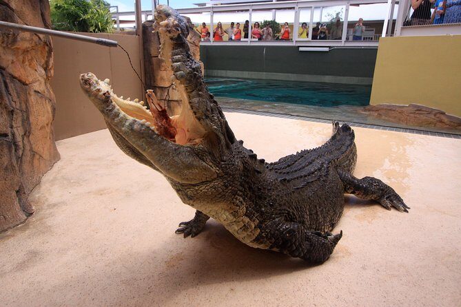 Darwin Hop-on Hop-off Bus Tour - Final Thoughts: Is It Worth It?