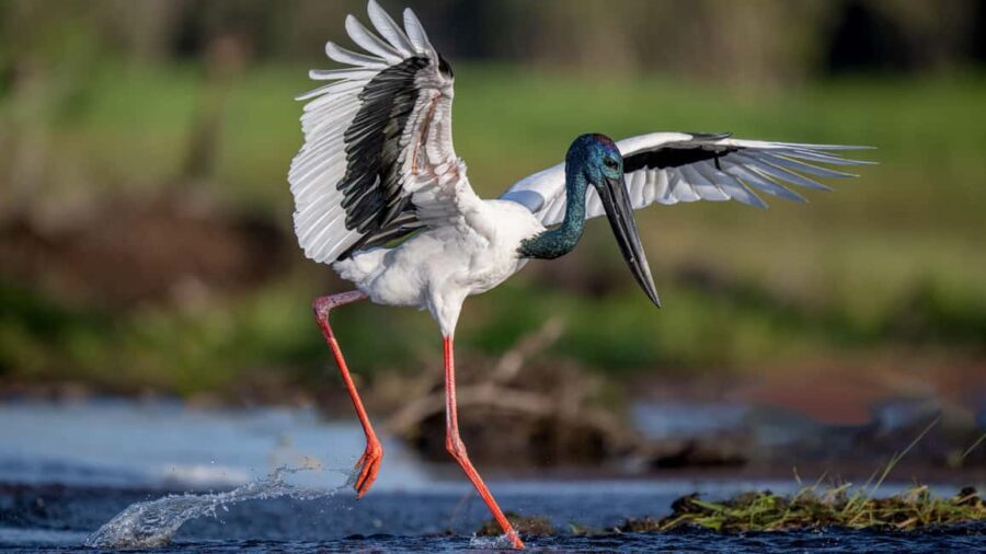 Darwin: Kakadu National Park, Yellow Water River Cruise - An Honest Look at the Experience