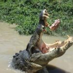 Darwin: Litchfield, Crocodile Cruise and Sunset Tour - Who Will Love This Tour?