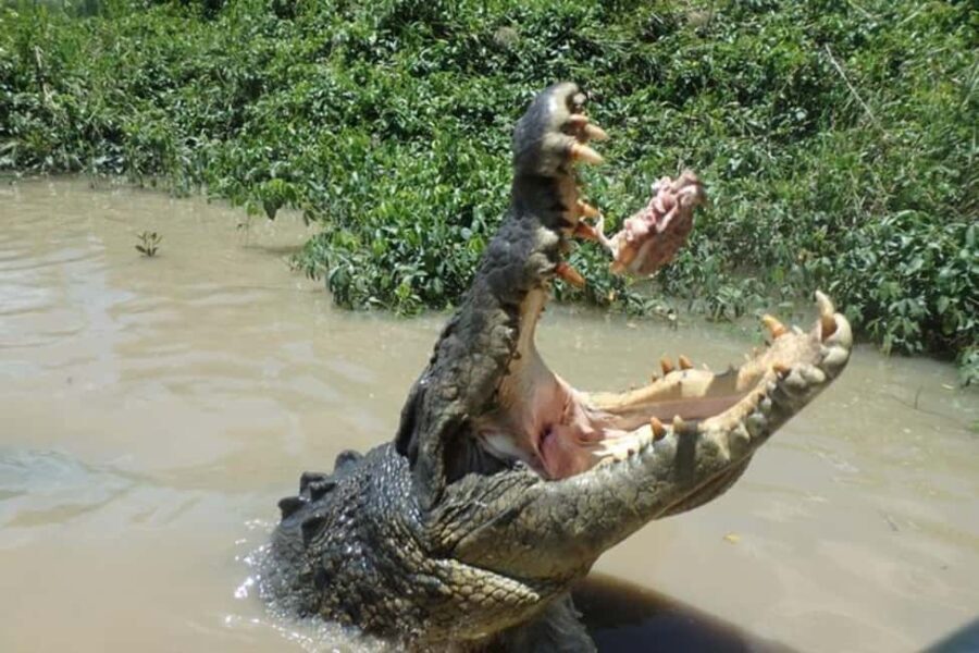 Darwin: Litchfield, Crocodile Cruise and Sunset Tour - Who Will Love This Tour?