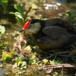 Darwin: Mary River Wetlands Wildlife Cruise with Lunch - Practical Considerations and Tips