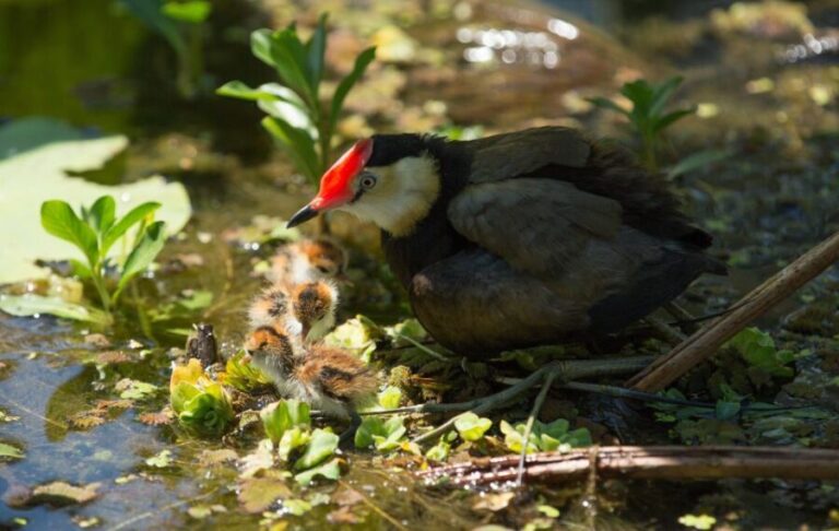 Darwin: Mary River Wetlands Wildlife Cruise with Lunch - Practical Considerations and Tips