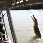 Darwin: Pathfinder Original Jumping Crocodile Cruise - Who Should Consider This Tour?