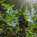 Darwin: Private Forage for an Outback Feast & Sightseeing - A Deep Dive into the Darwin Forage & Feast Tour